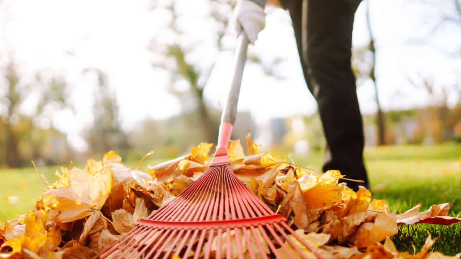 Man cleaning the yard with a red rake