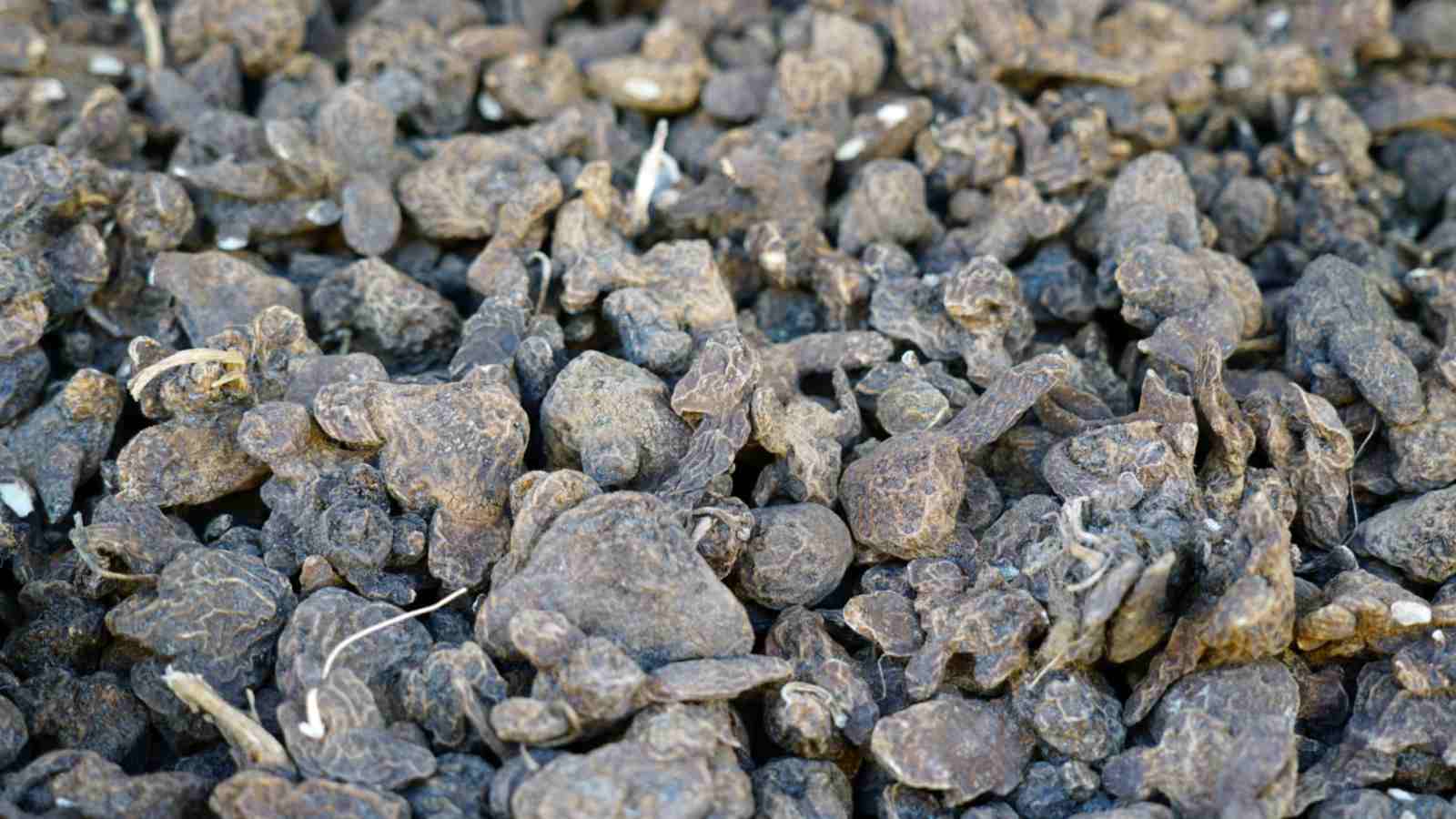 Anemone corms ready for planting