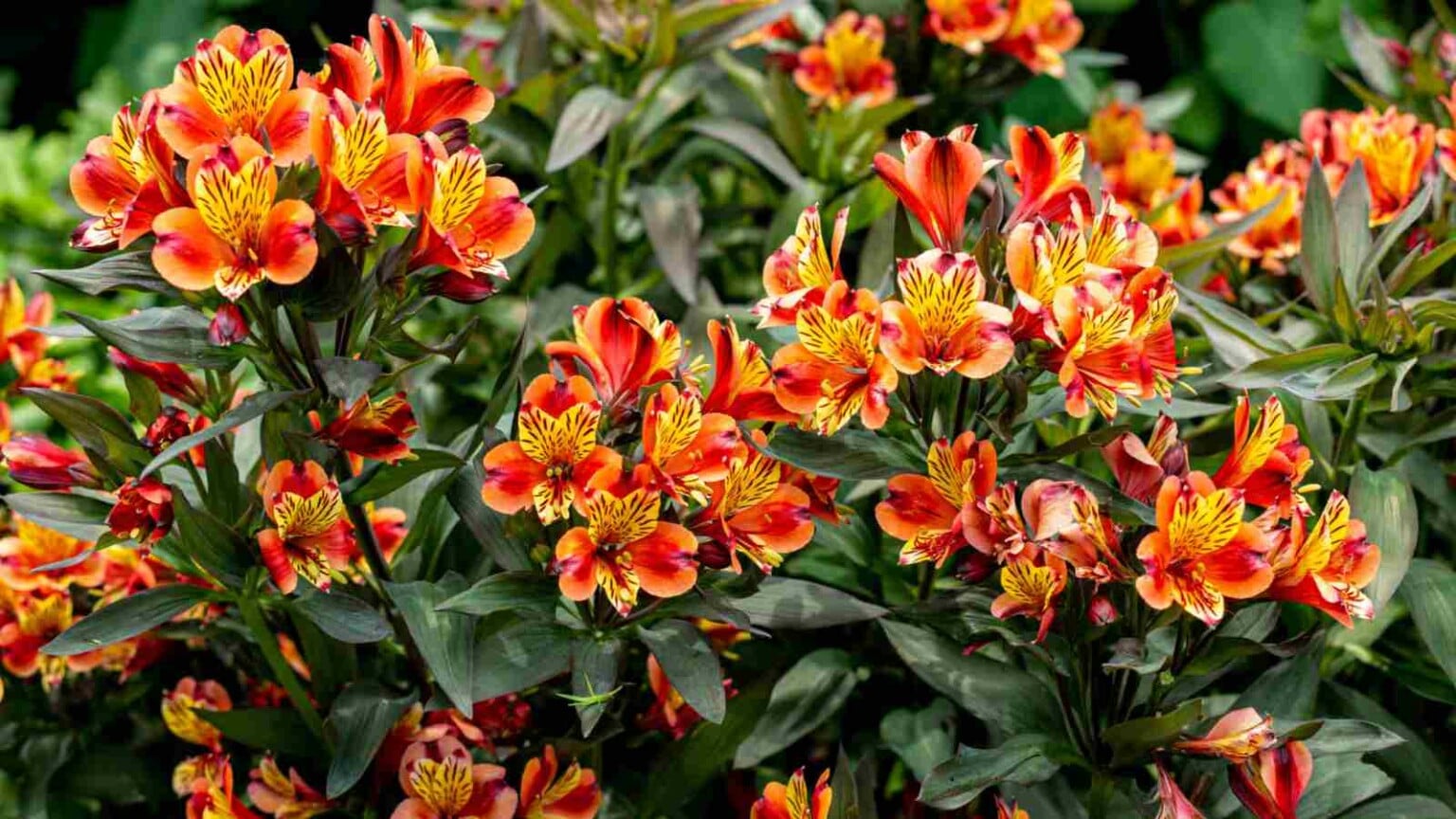 How to Plant, Grow and Care for Alstroemeria (Peruvian Lily)