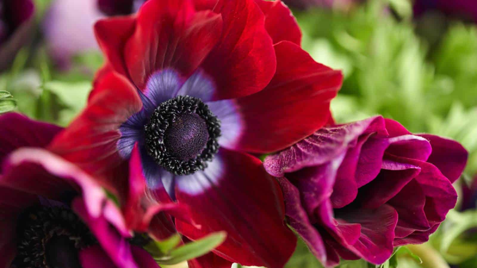 Red anemone flowers in a vase