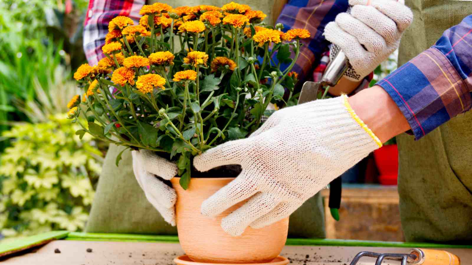 Repotting chrysanthemum flowers
