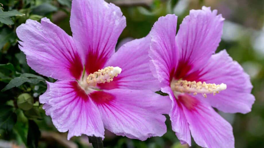 Purplish pink flowers of rose of sharon