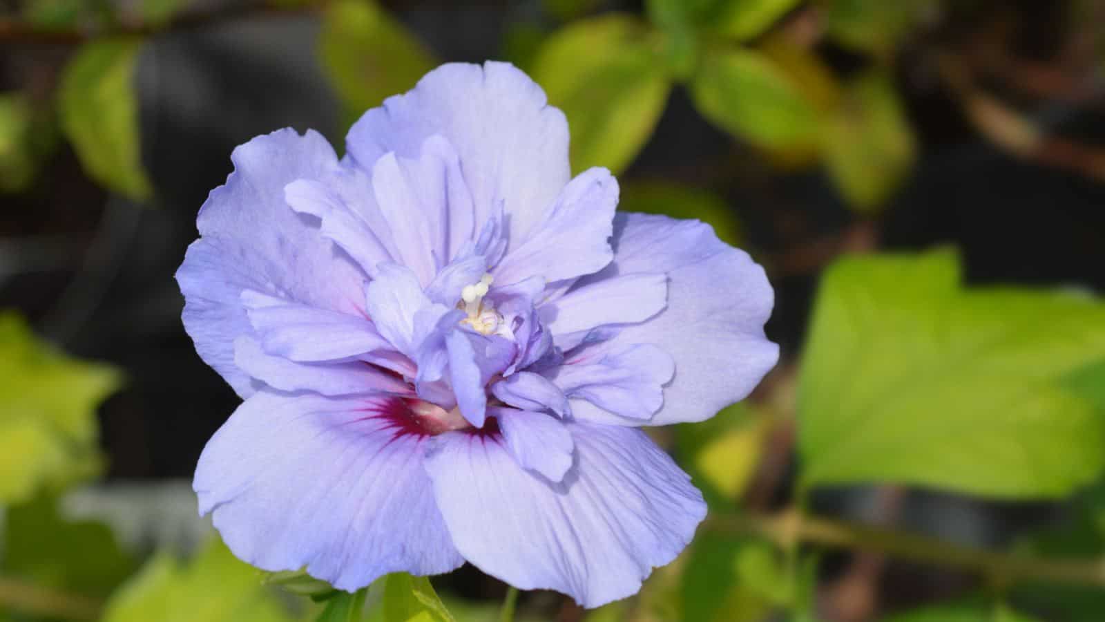 Blue Chiffon Rose of Sharon in the garden