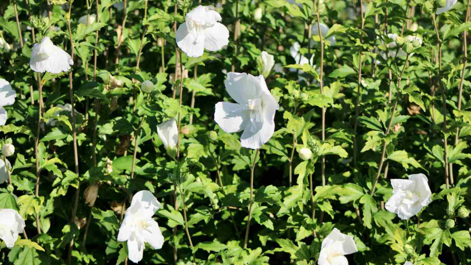White Chiffon Rose of Sharon bushes under full sunlight