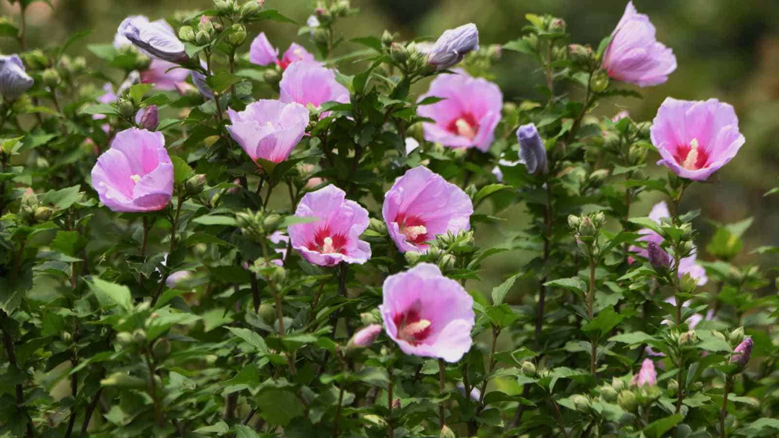 Blooming pink flowers of Rose of Sharon in the garden