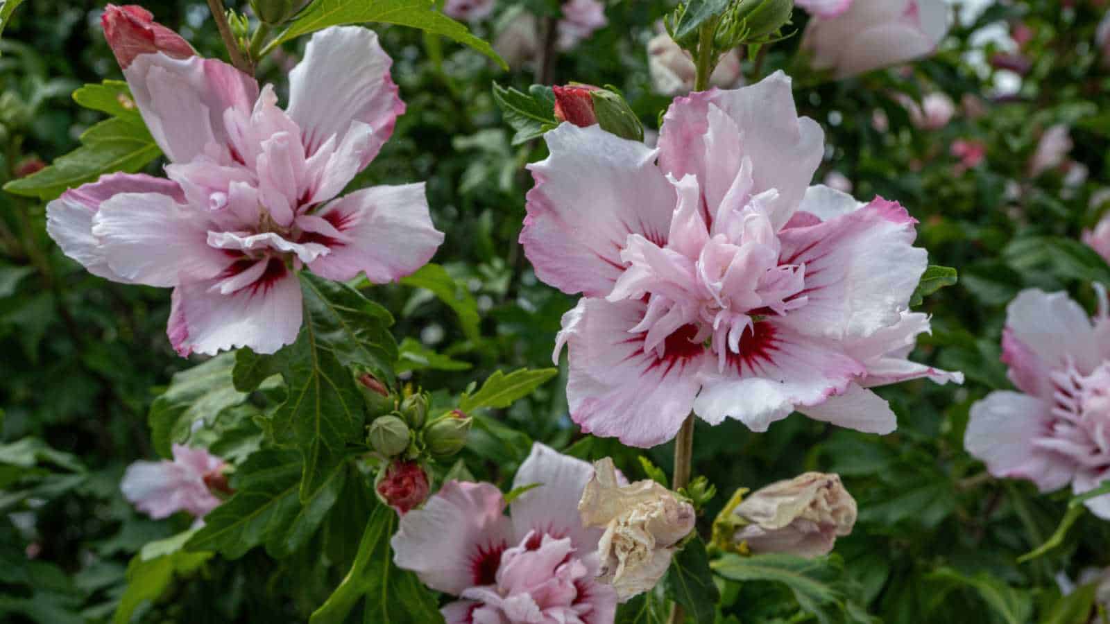 Pink flowers of rose of Sharon in a garden