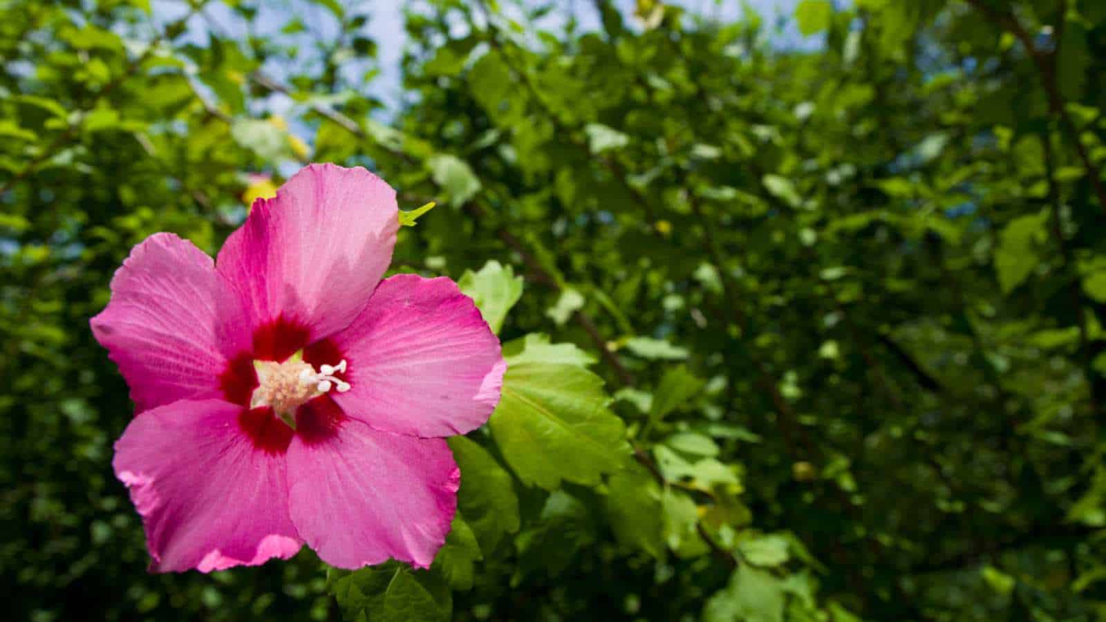 Pink rose of Sharon flower