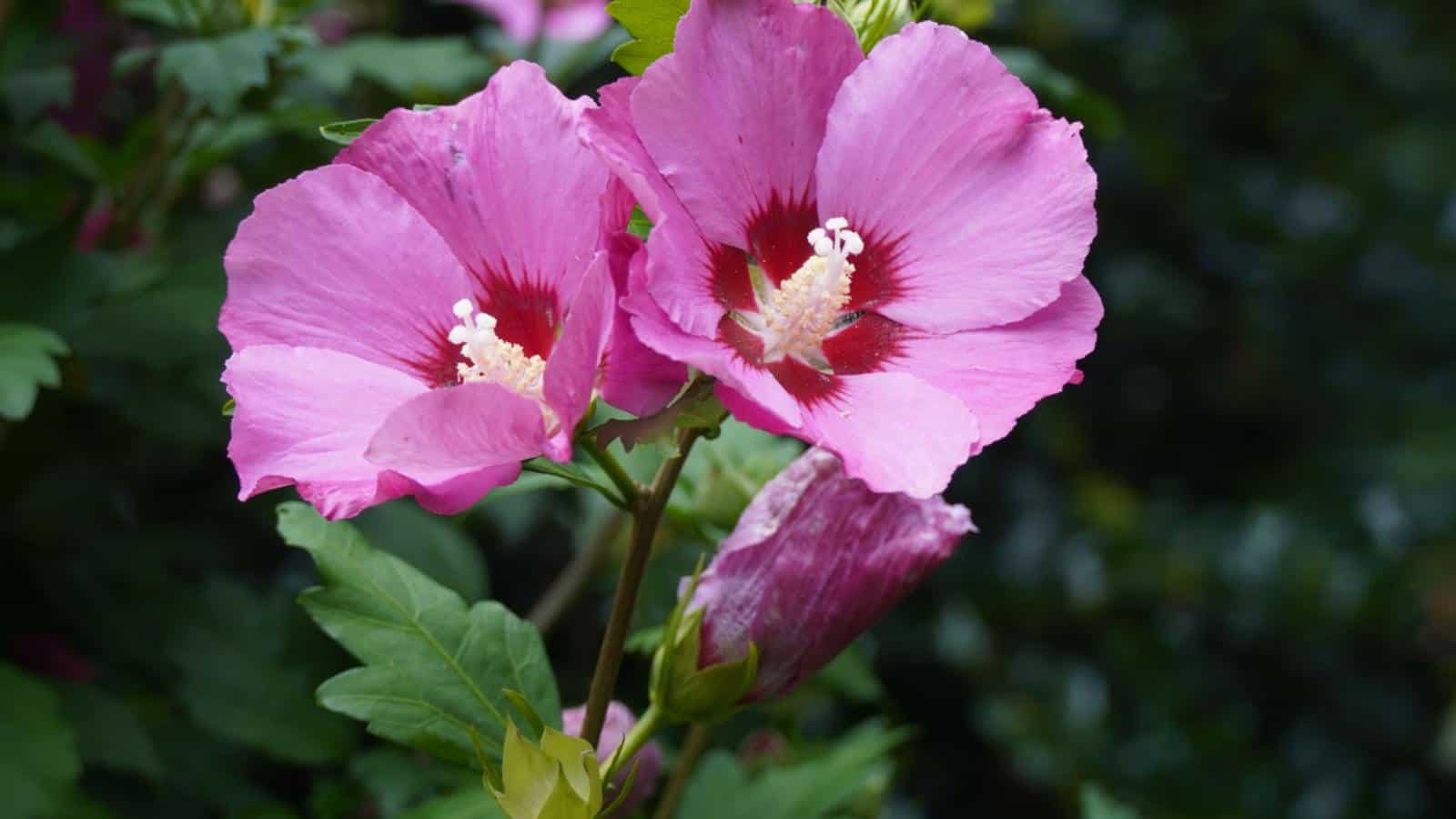Pink Rose of Sharon flowers in the garden