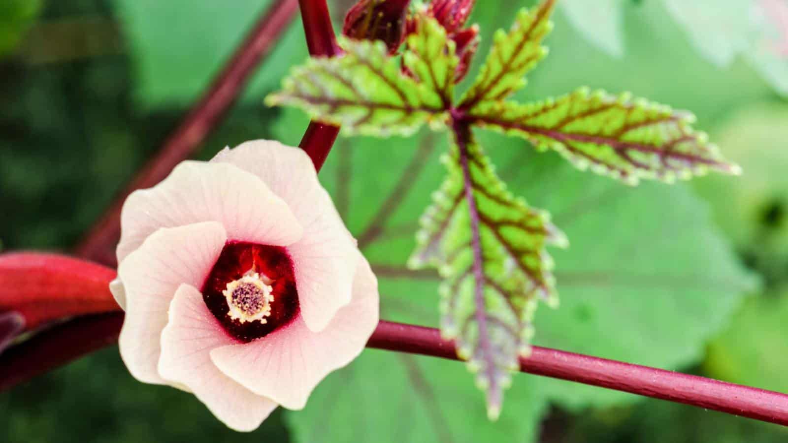 Pink flower of Roselle hibiscus with green leaves that has red veins