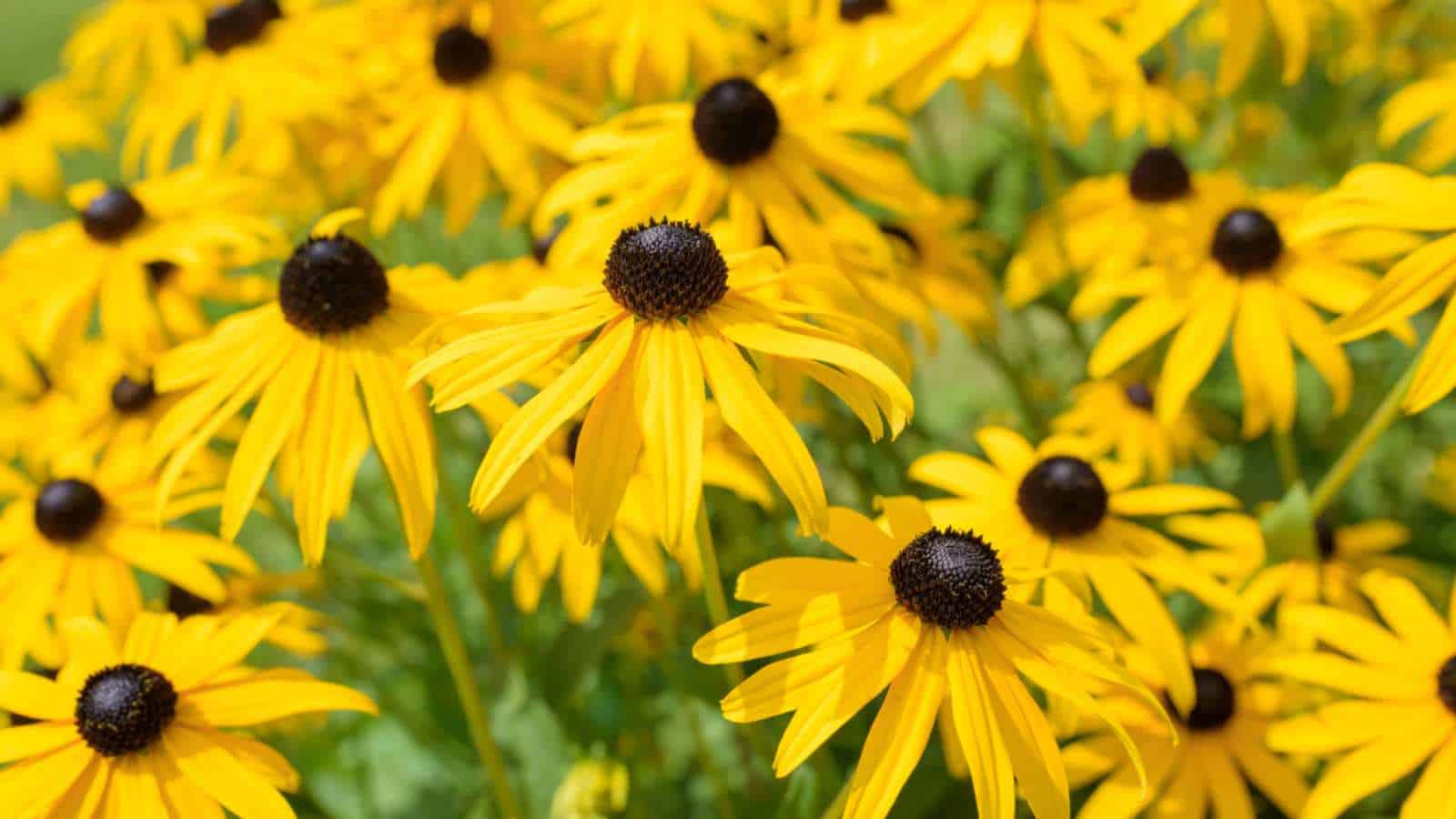 Rudbeckia (Black-Eyed Susan)
