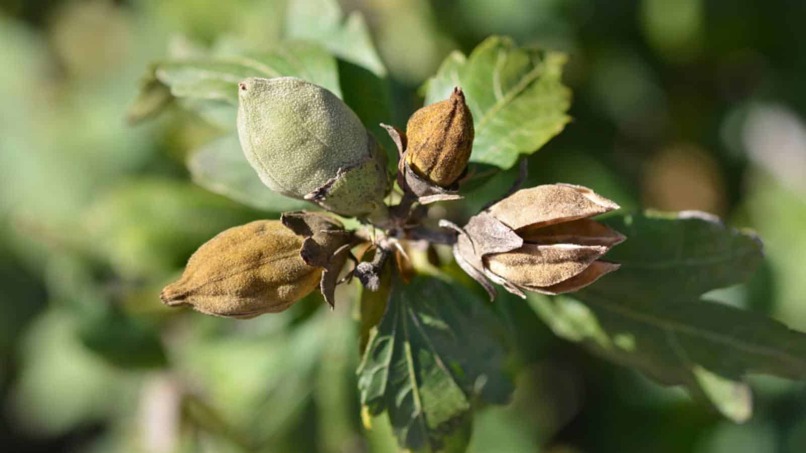 Rose of Sharon seed pods with seeds selective focus