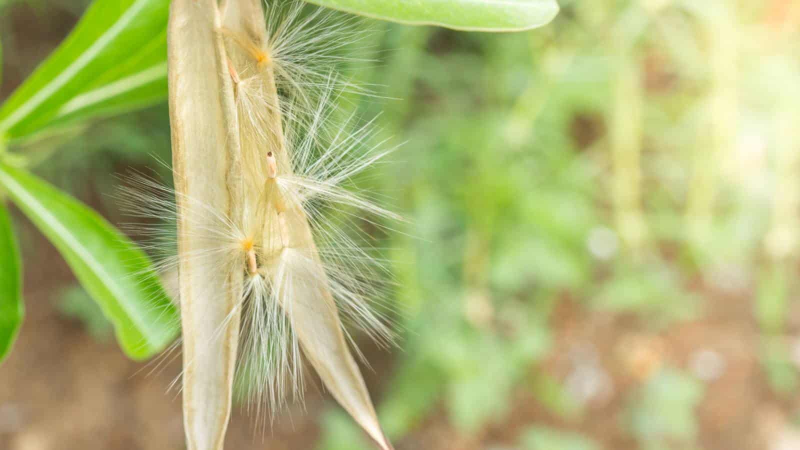 Azalea seeds