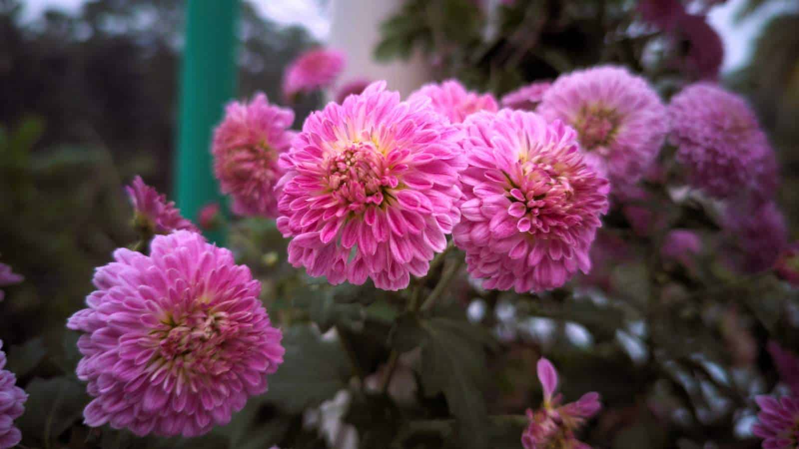 Pink chrysanthemums selective focus