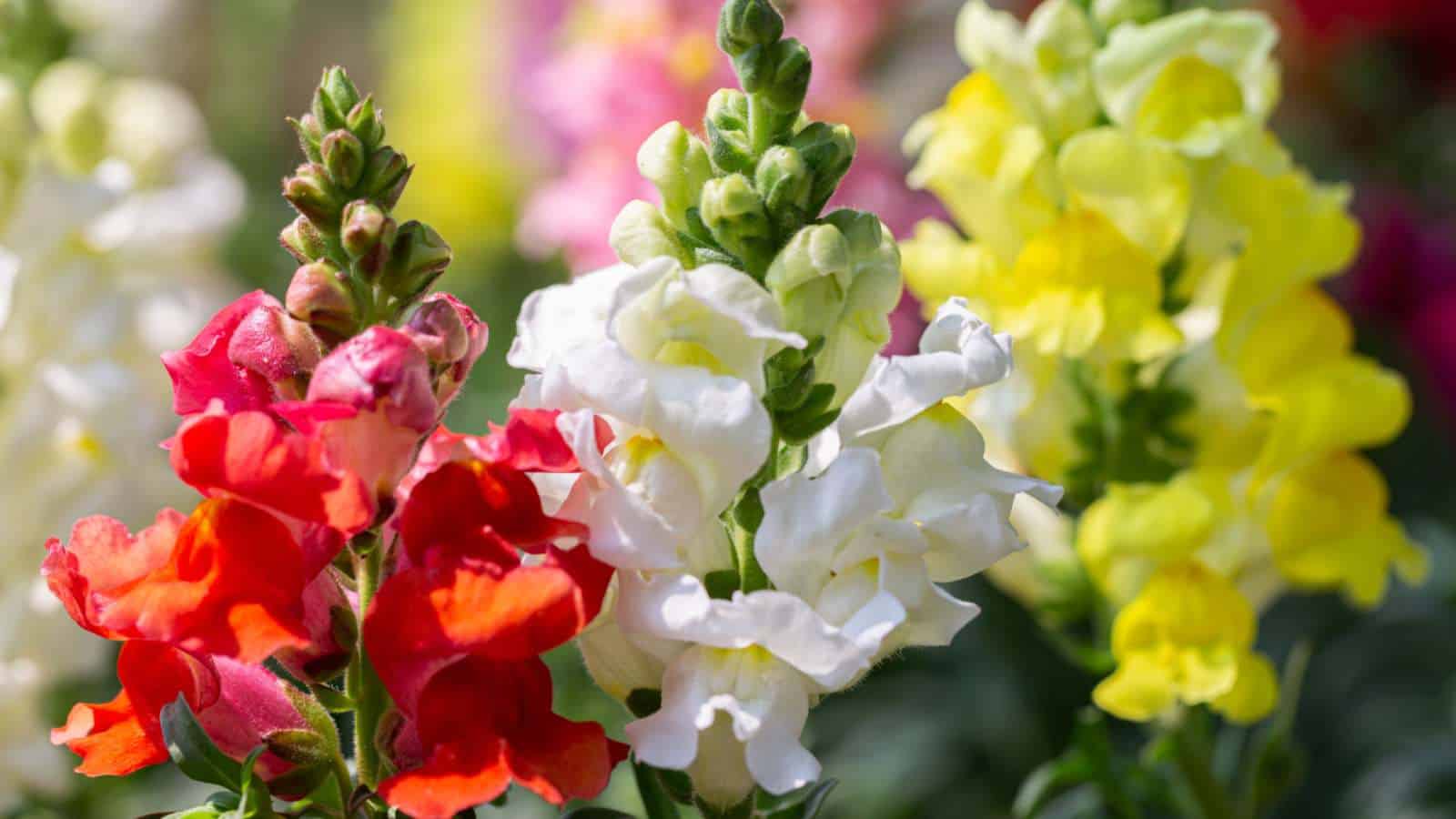 Snapdragons