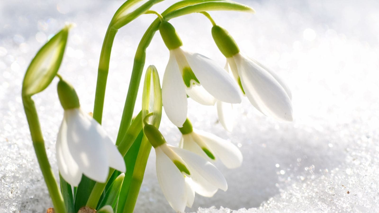 Snowdrops
