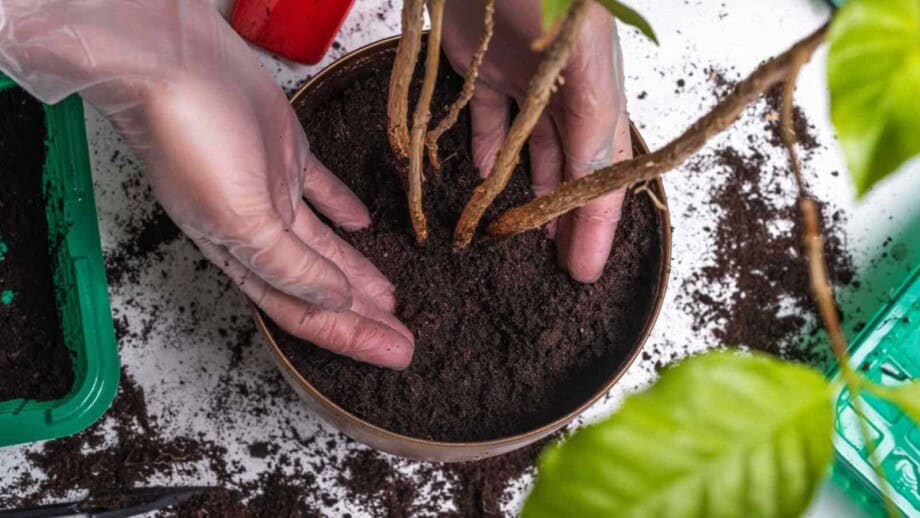 Hibiscus Guide: How to Plant, Grow, and Care for Hibiscus