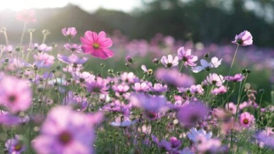 Spring’s Palette of Vibrant Flowers