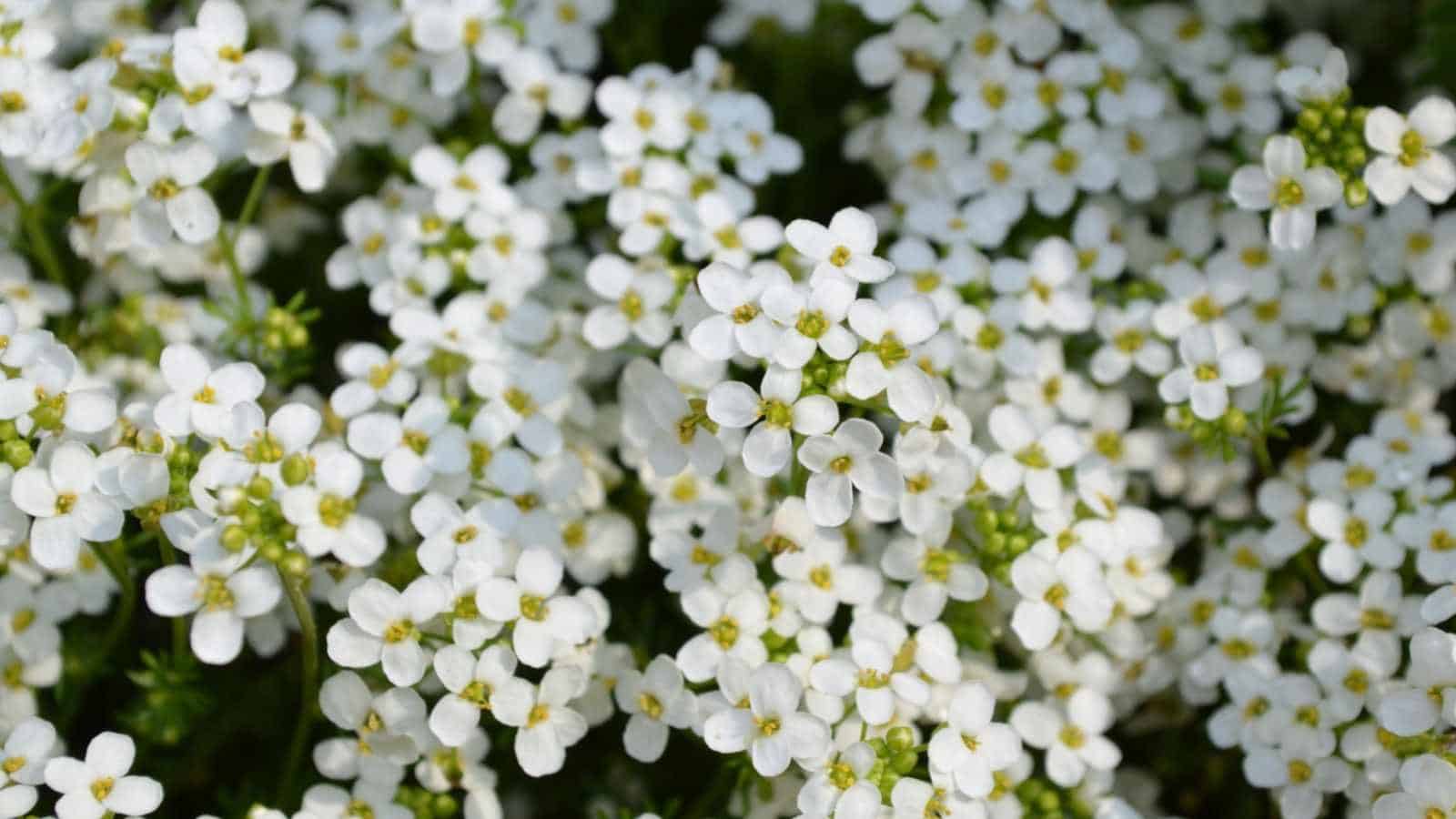 Sweet Alyssum