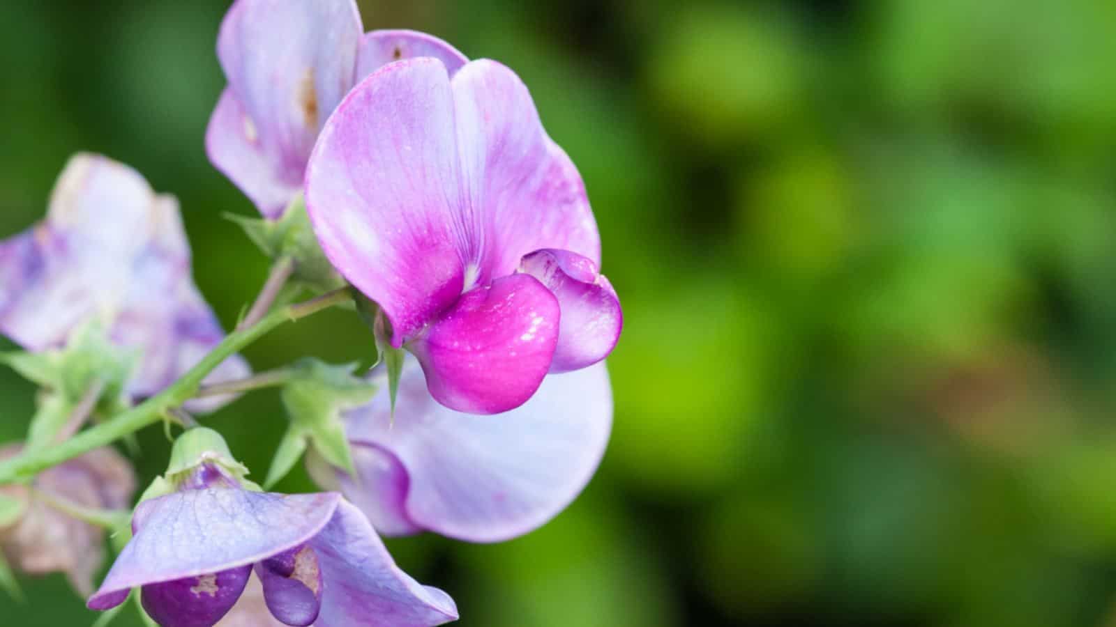 Sweet Pea