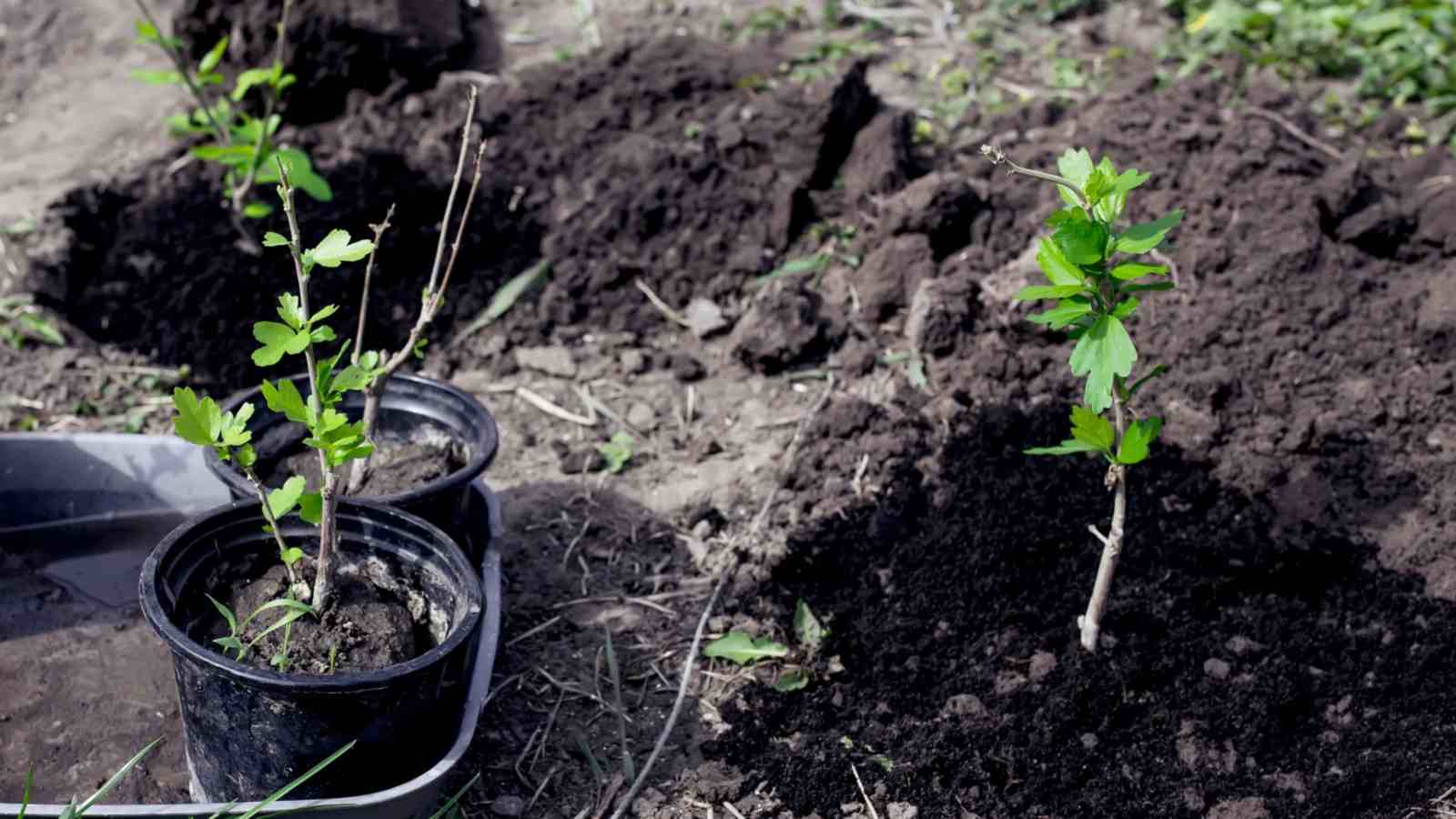 Transplanting rose of Sharon on the soil