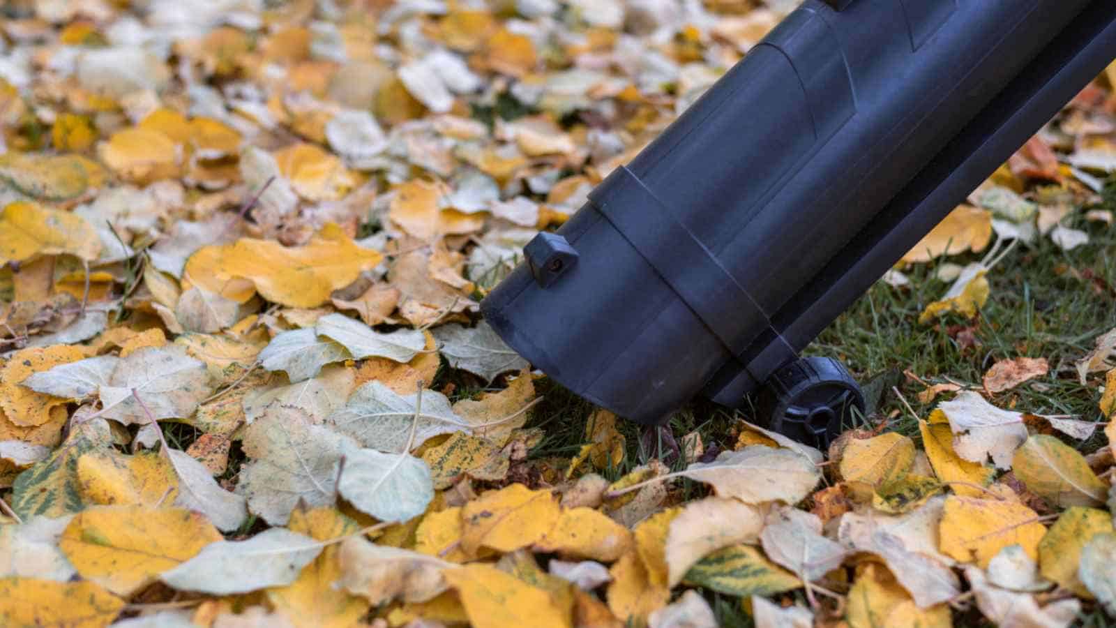 Vacuuming leaves in the yard