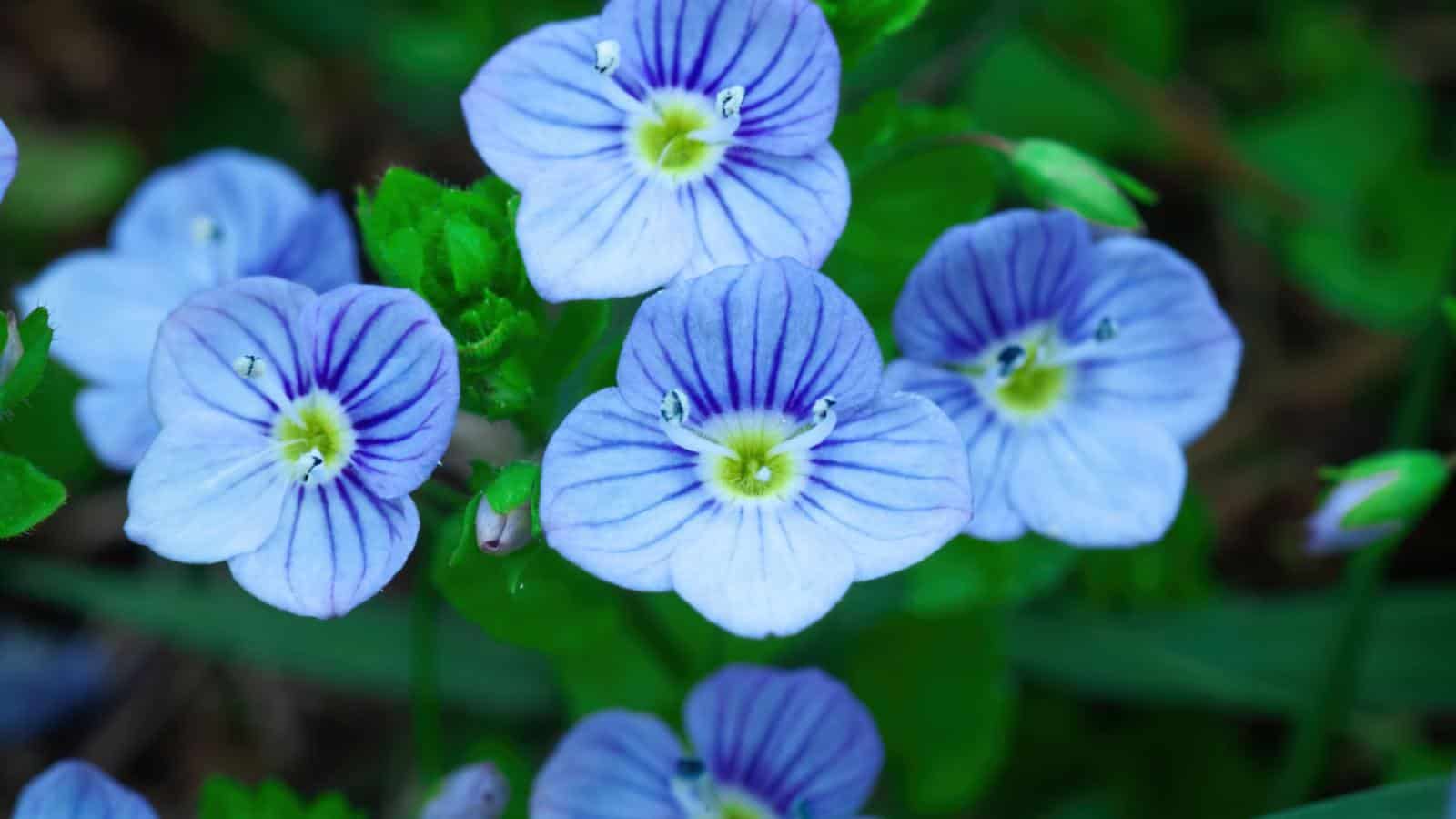 Veronica Georgia Blue