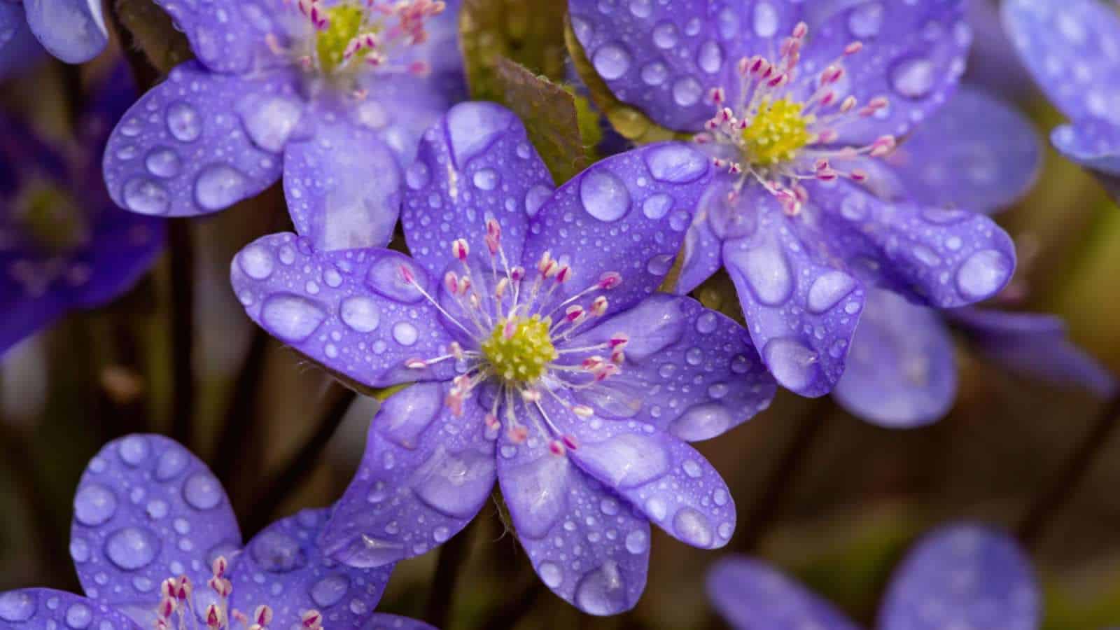 Purple anemone flowers with water drops