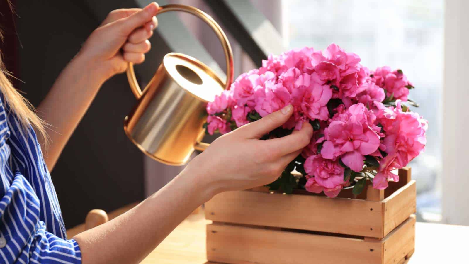 Woman watering pink azalea with a gold watering can