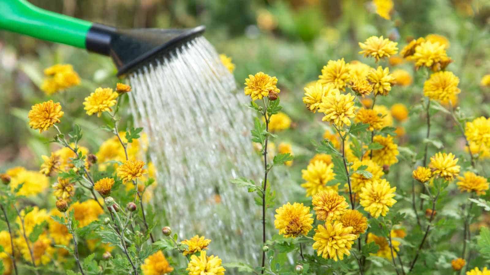 Watering yellow chrysanthemum flowers using green watering can