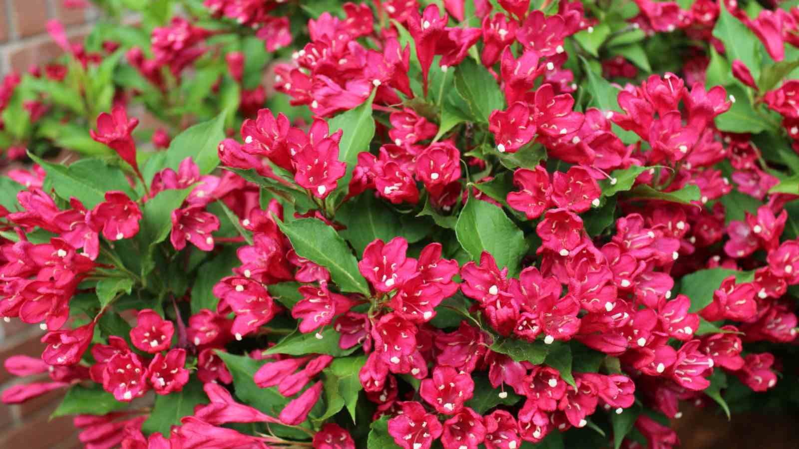 Weigela