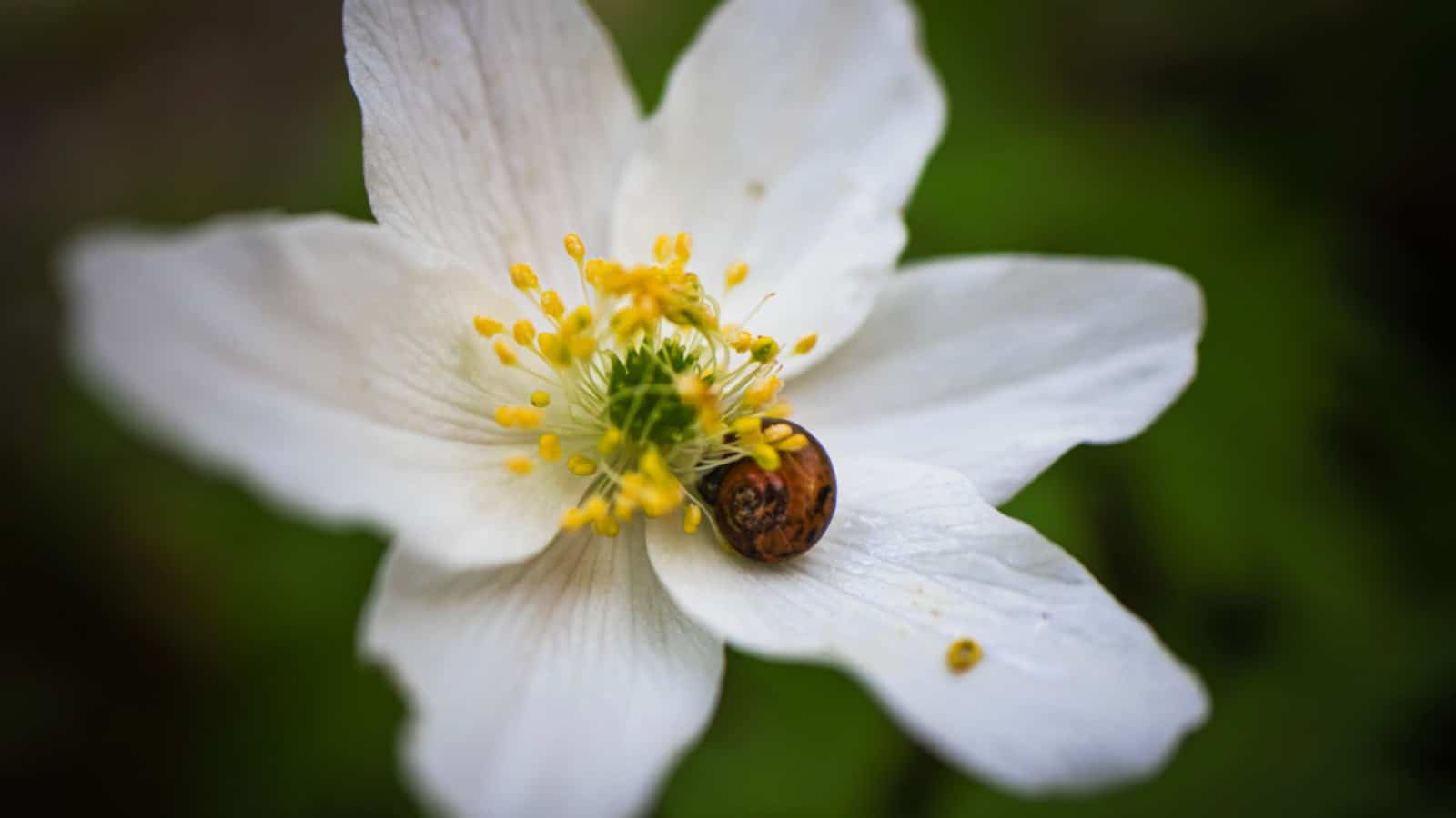 Snail on a white anemone flower