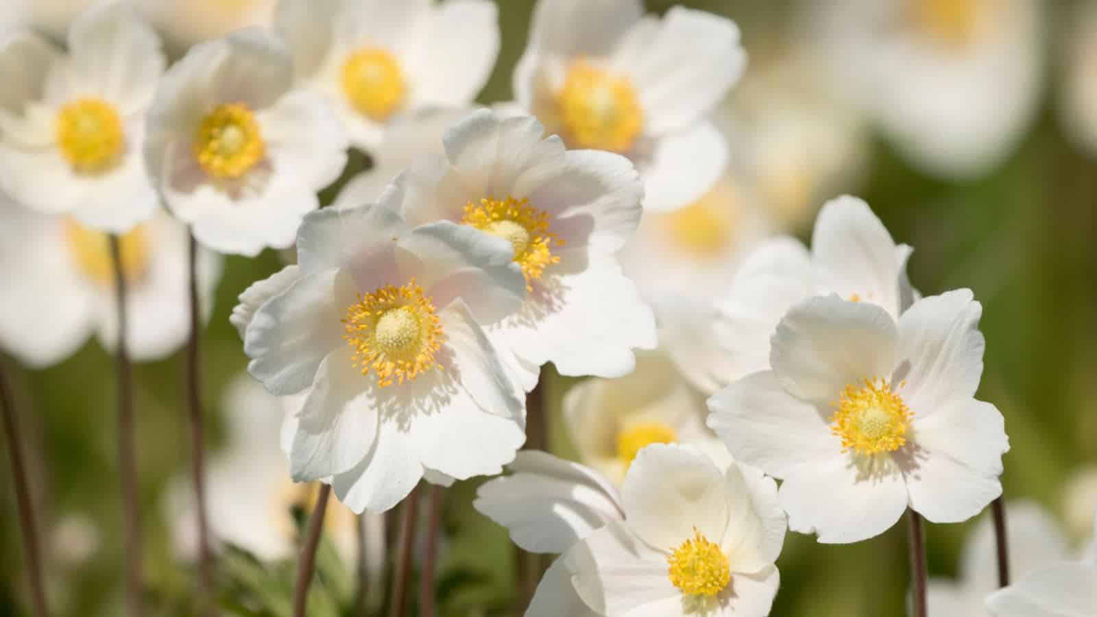 White flowers of Anemone sylvestris