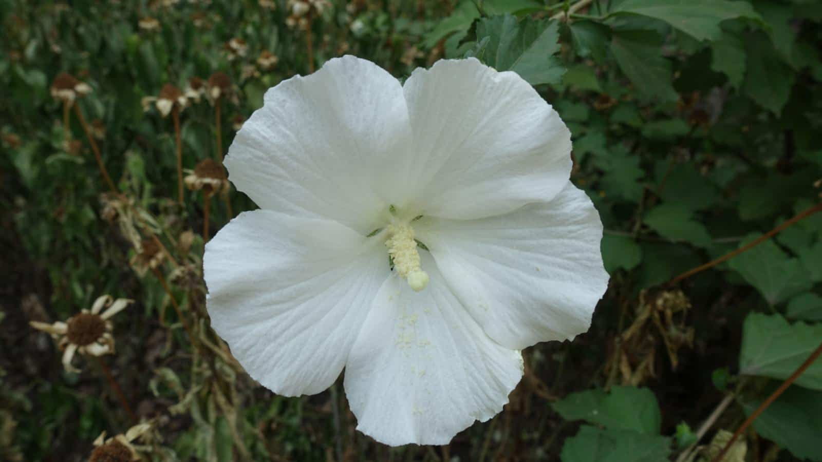 White rose of Sharon flower in the garden