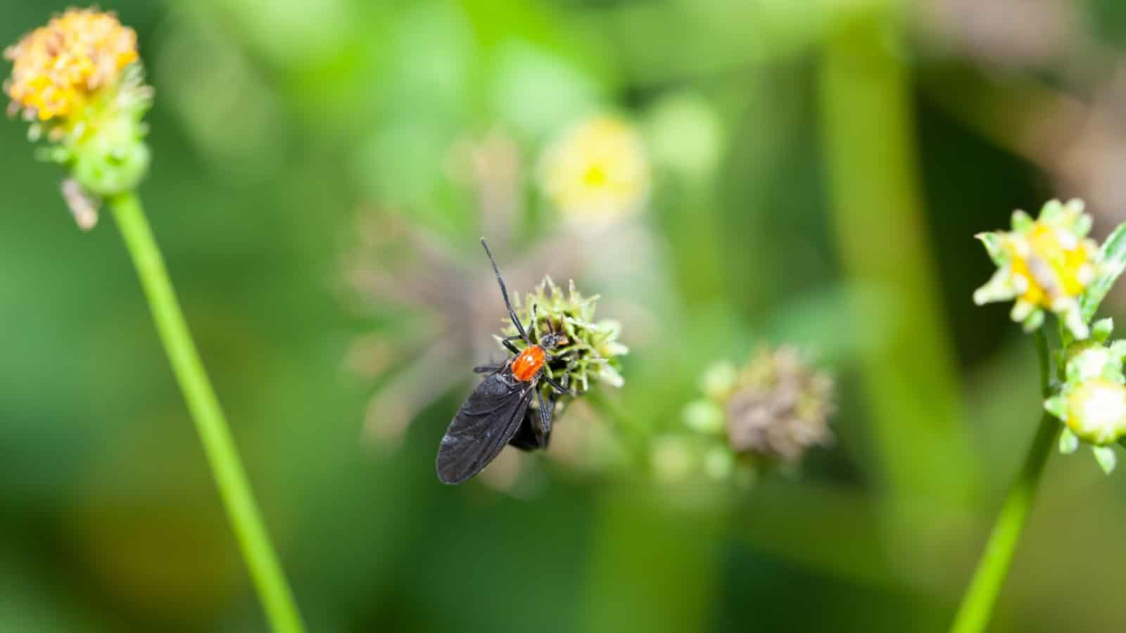 Love bugs on a wildflower in the garden