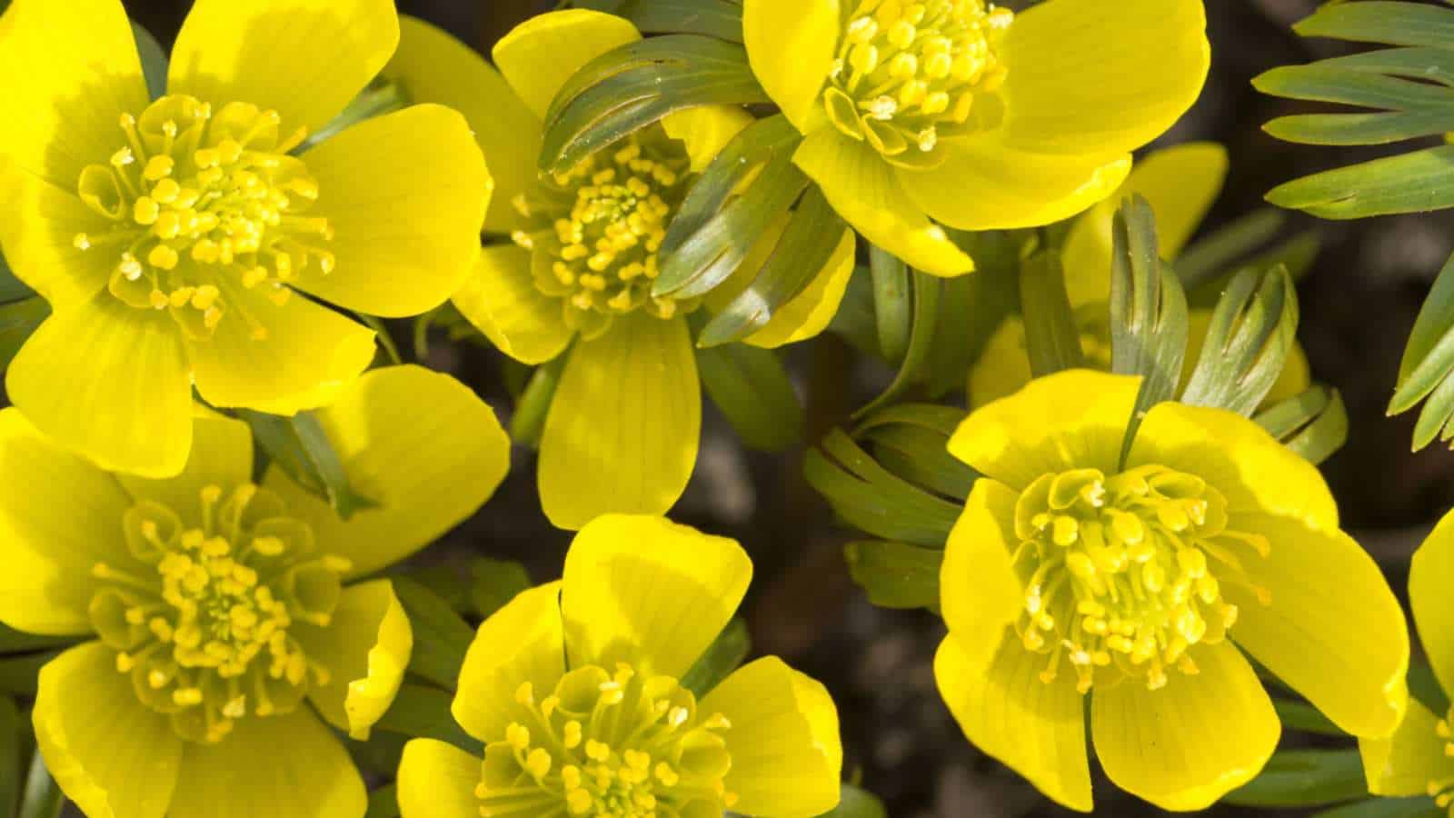 Winter Aconite