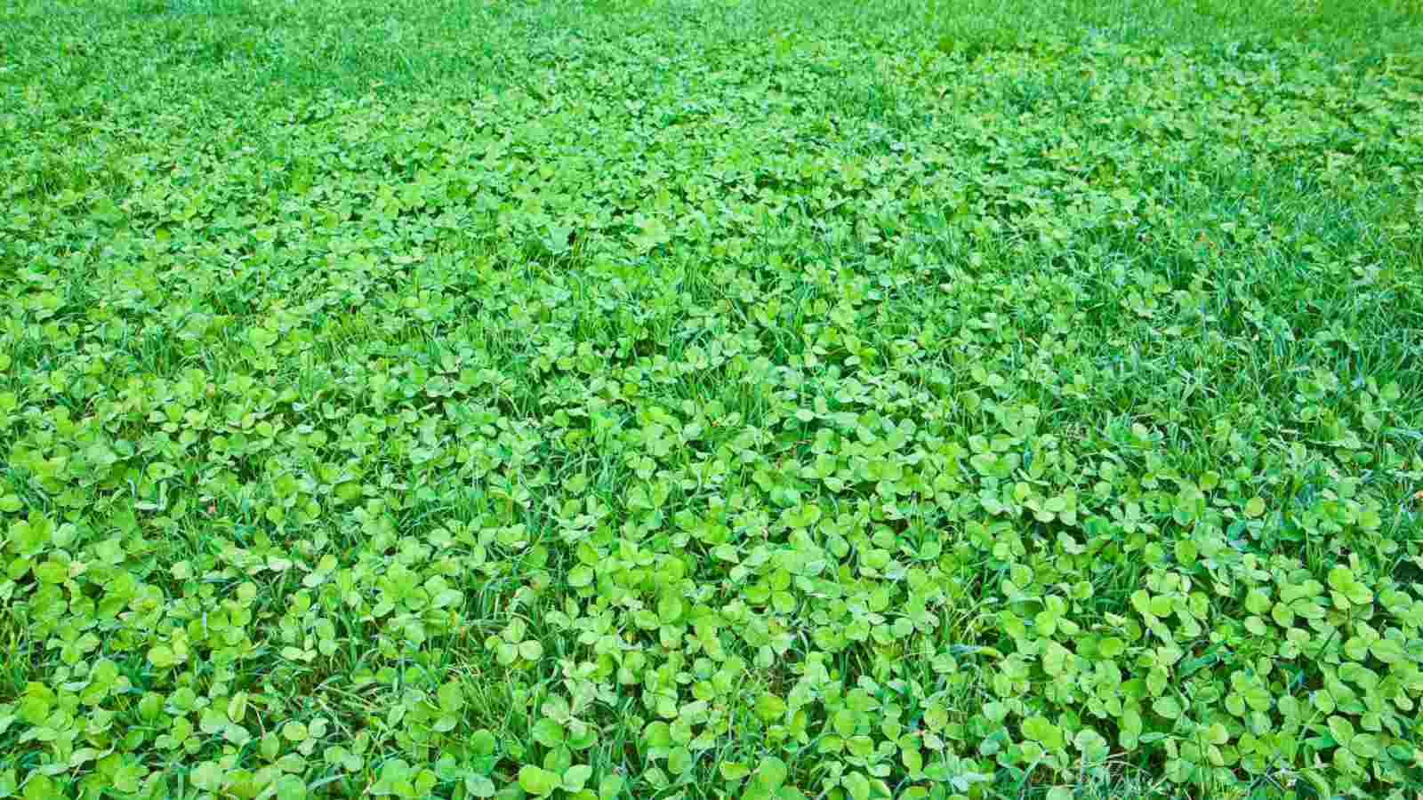 Year-Round Greenery