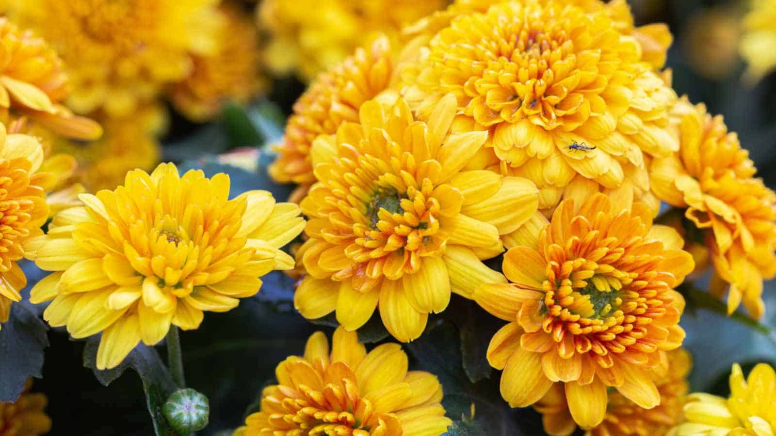 Blooming yellow chrysanthemum flowers