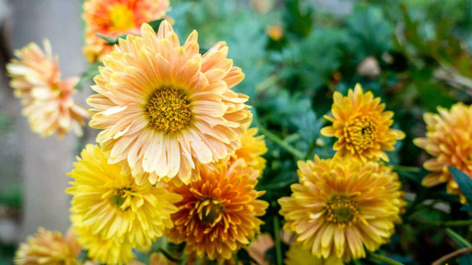 Blooming yellow garden mums