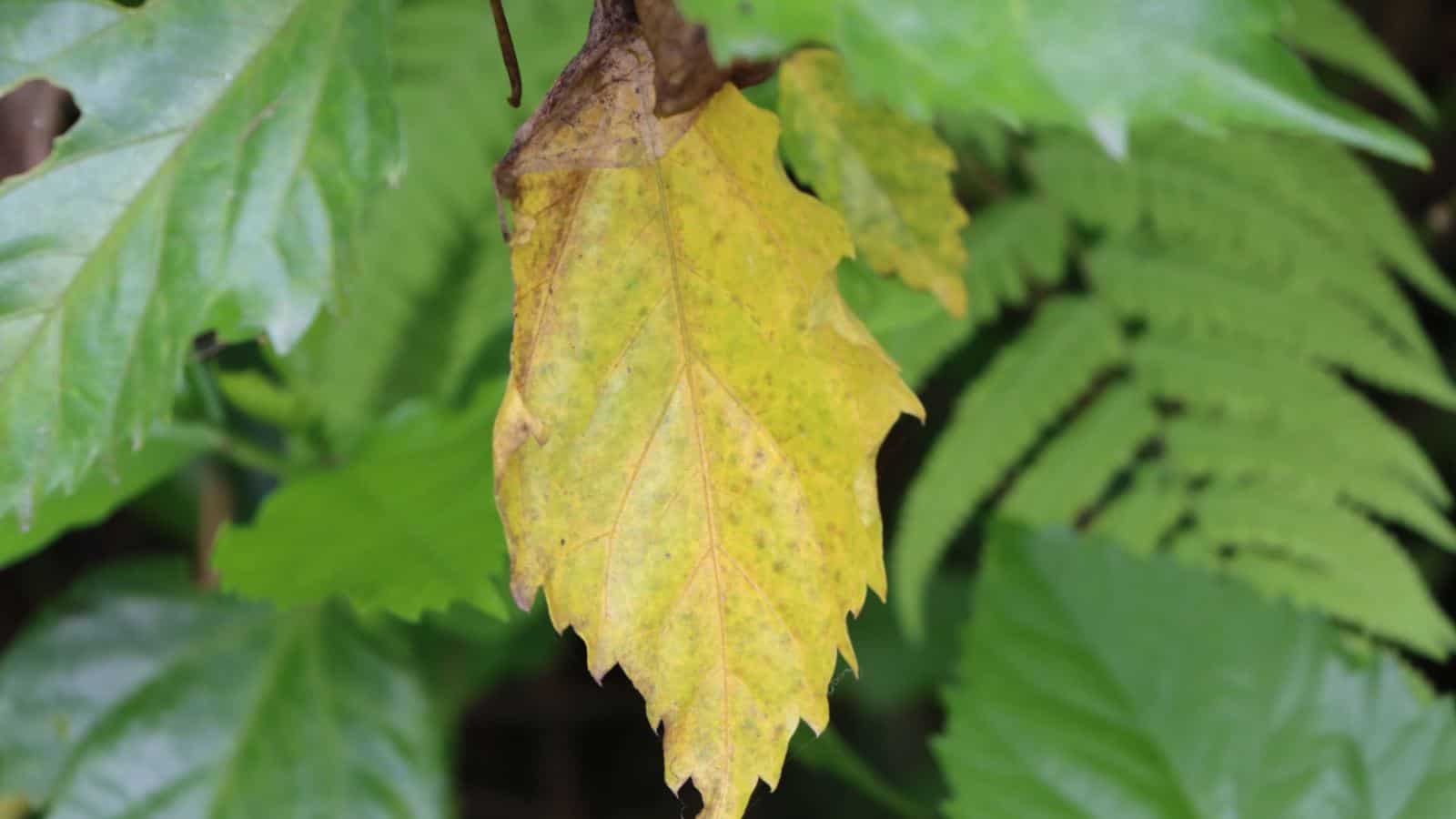 Yellowing leaf of a hibiscus plant