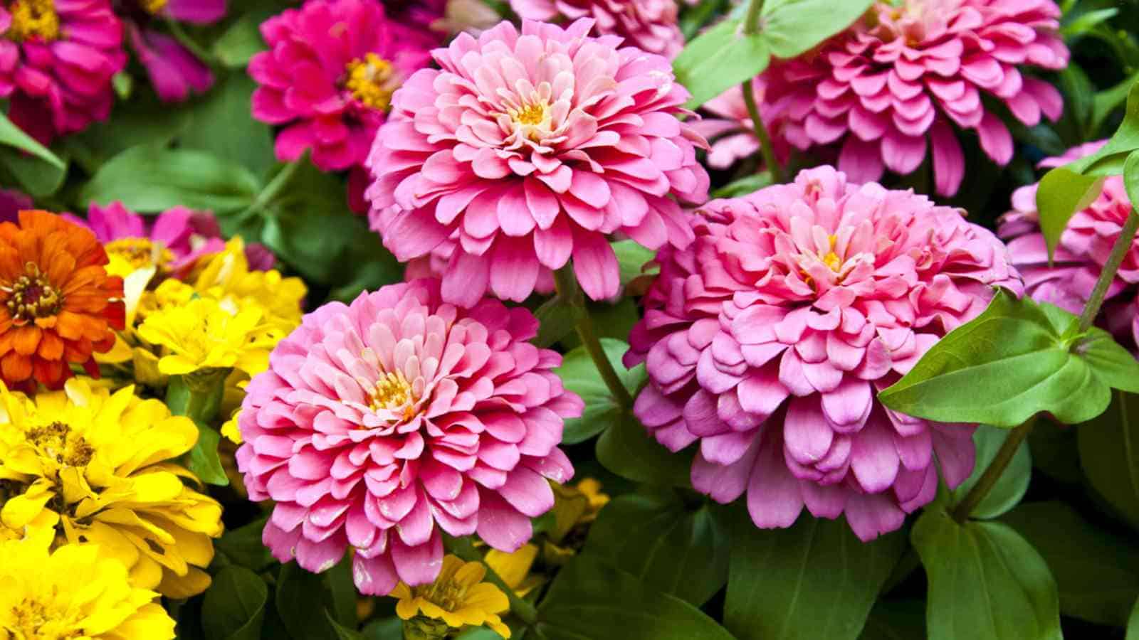Zinnias