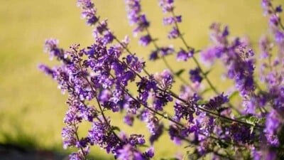 Catmint lavender flowers