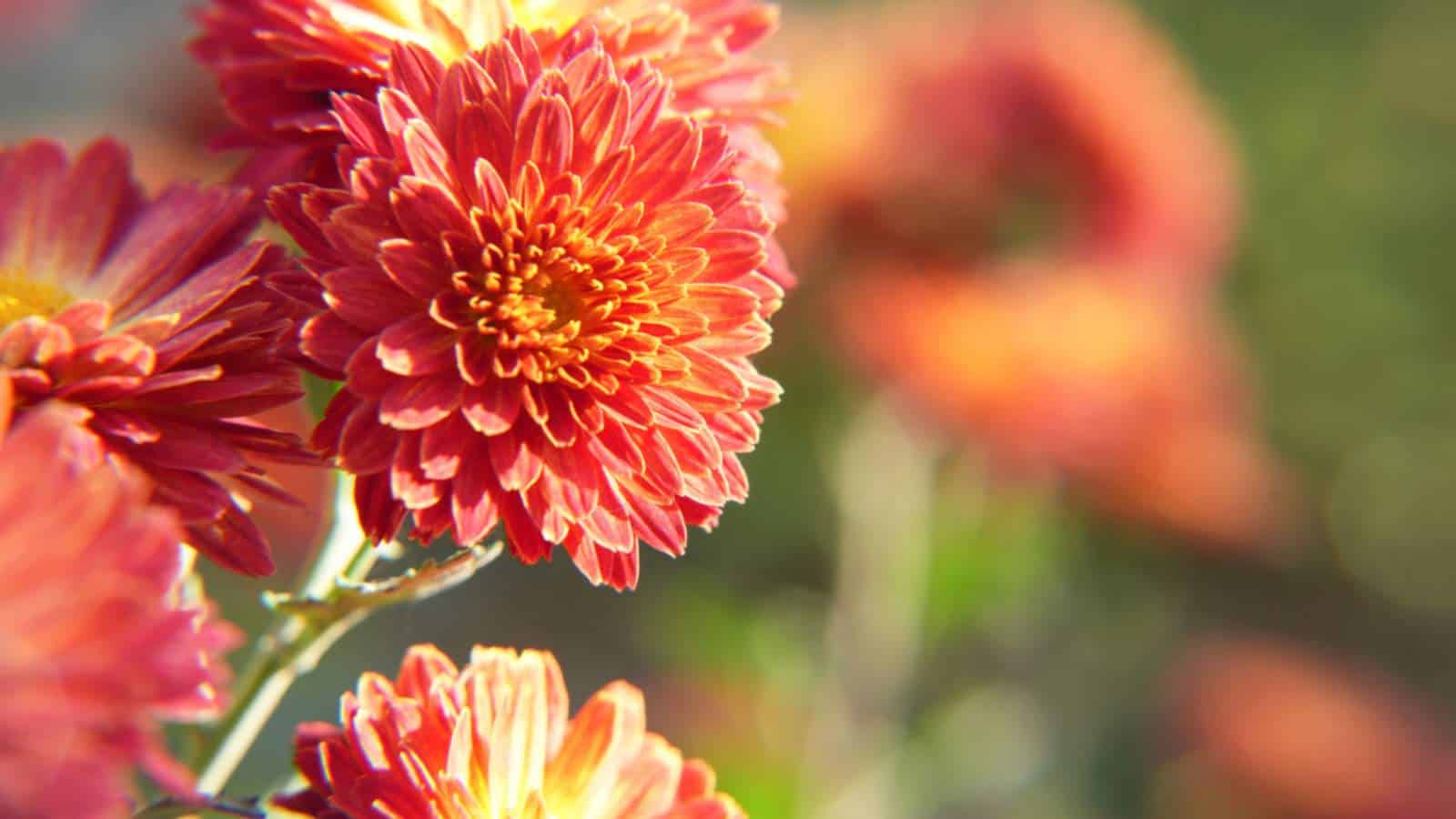 Red orange chrysanthemum flowers in bright light