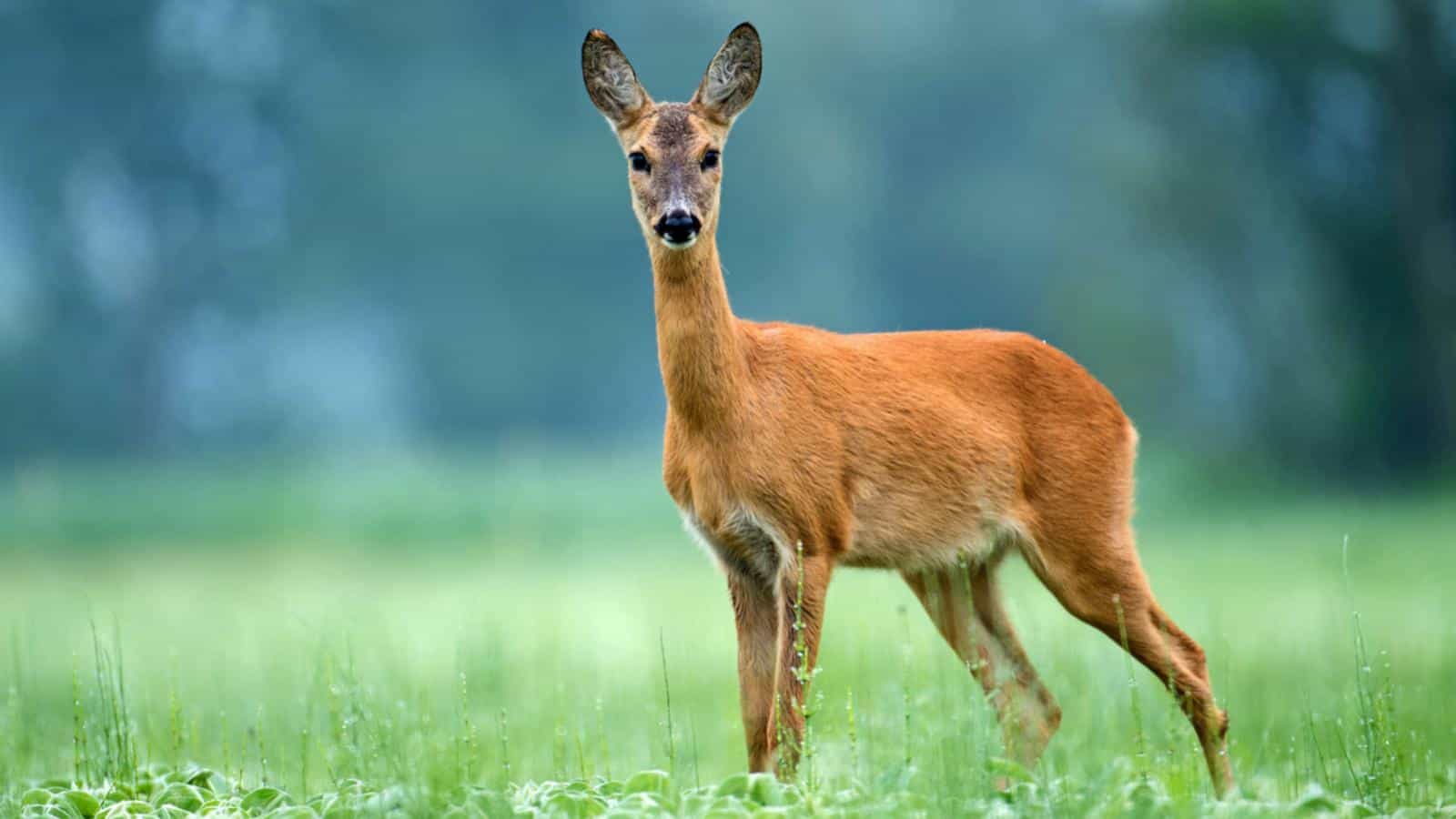 Deer on a field