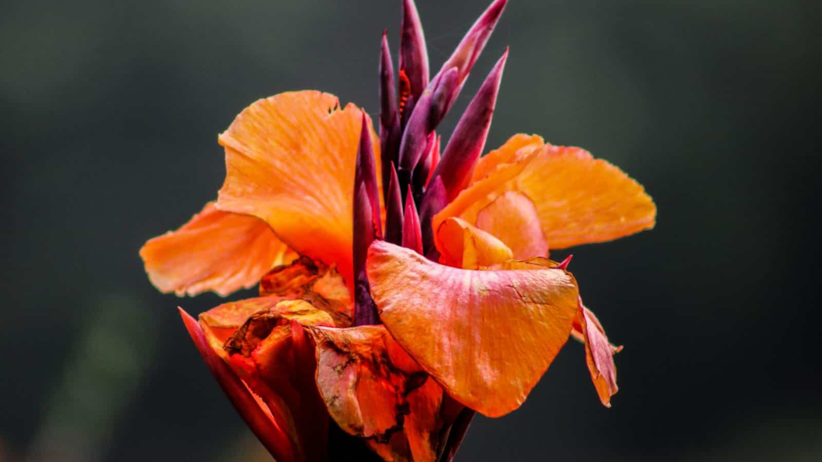 Closeup view of an orange flower of Pretoria Canna Lily