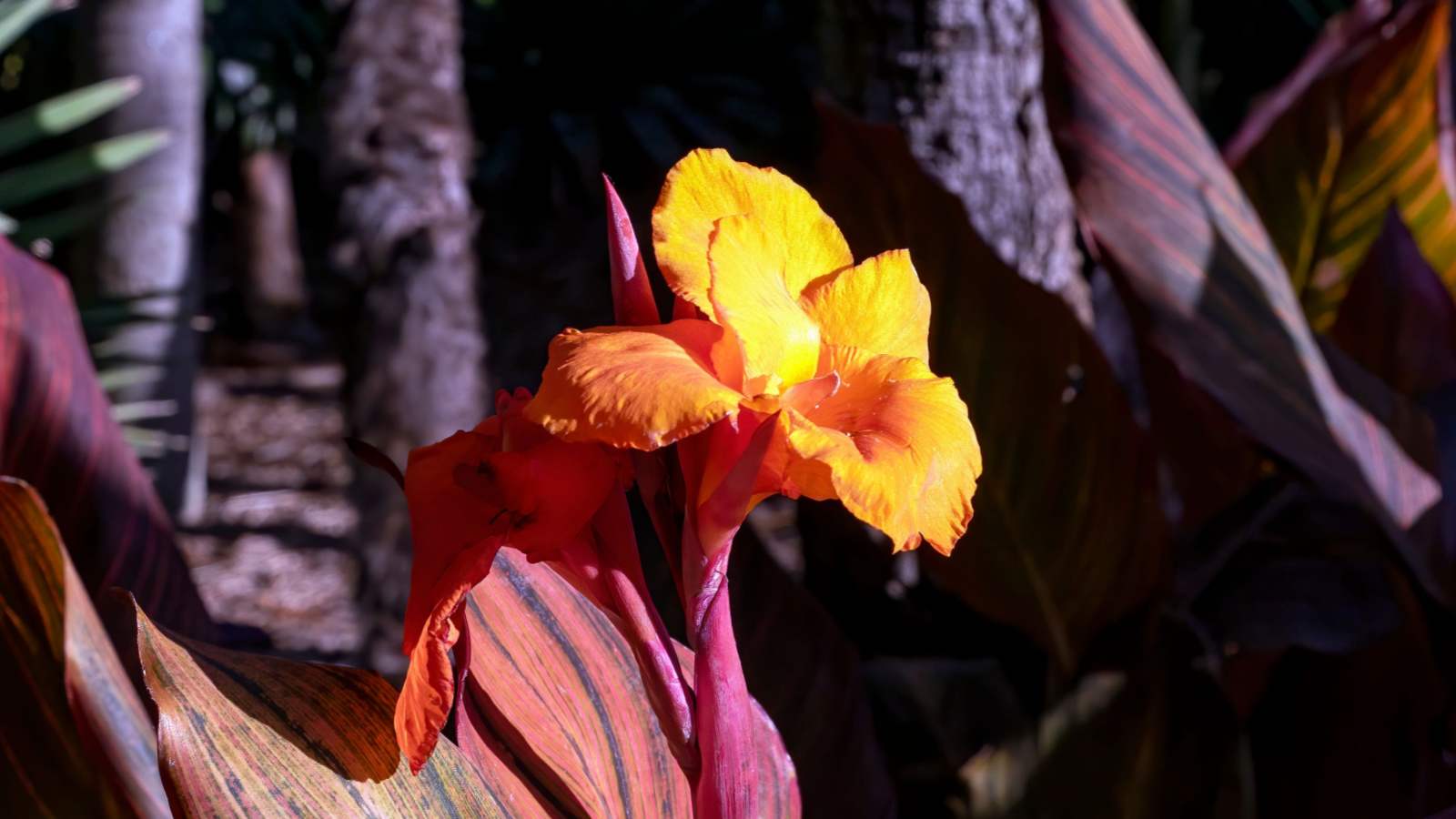 Canna Tropicanna under bright sunlight