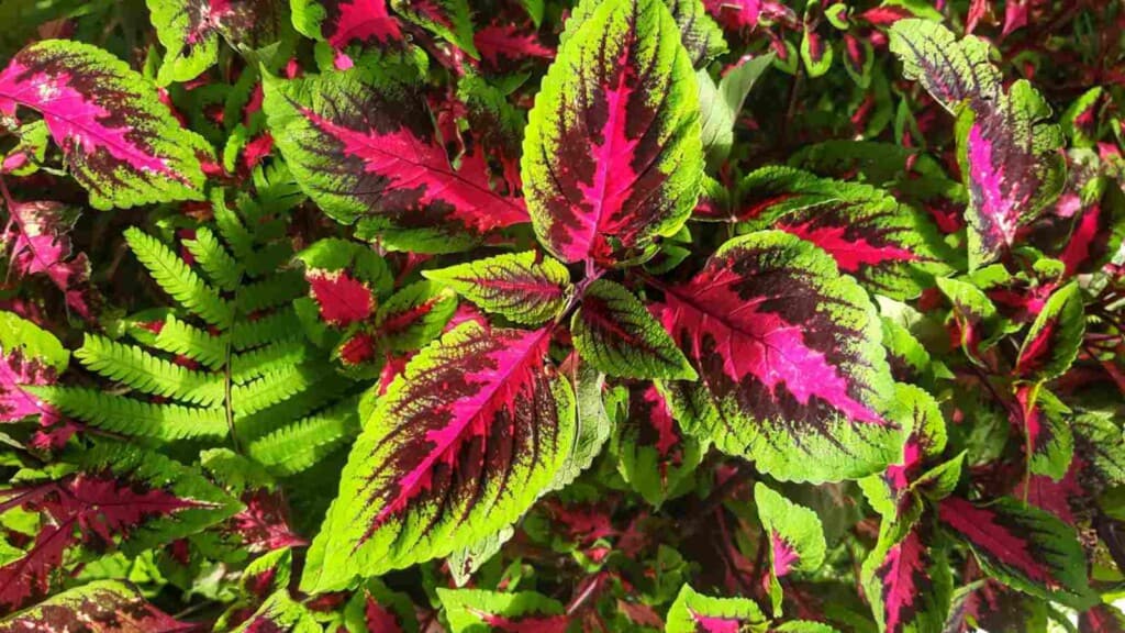 Coleus Premium Sun watermelon leaves under the sun