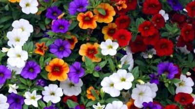 Red, orange, violet, and white calibrachoa flowers