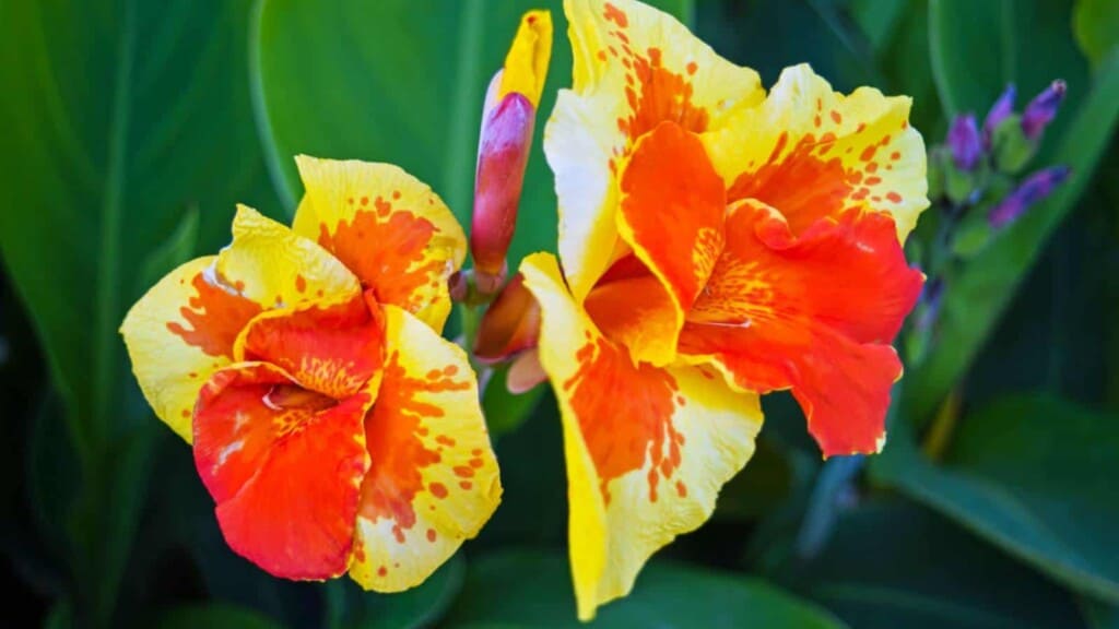 Canna Lily