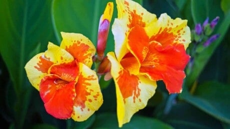Canna Lily