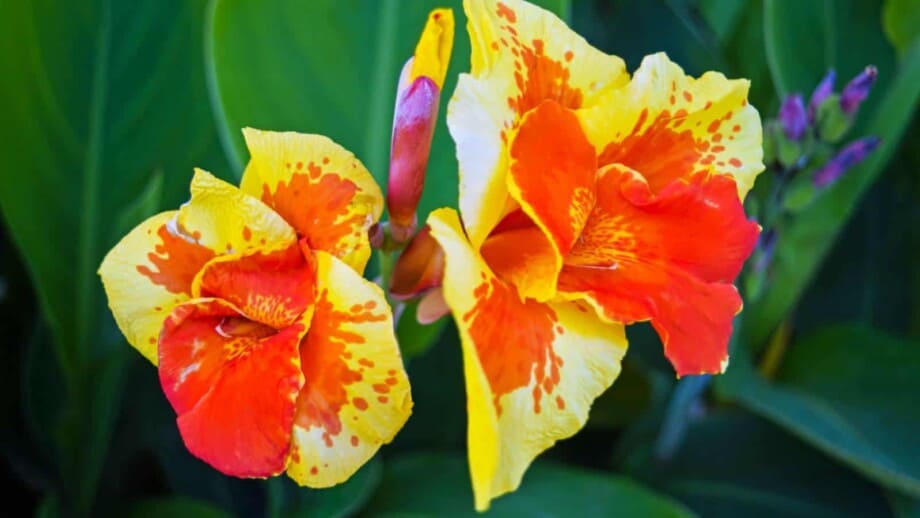 Canna Lily